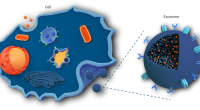 NurExone Exosomes